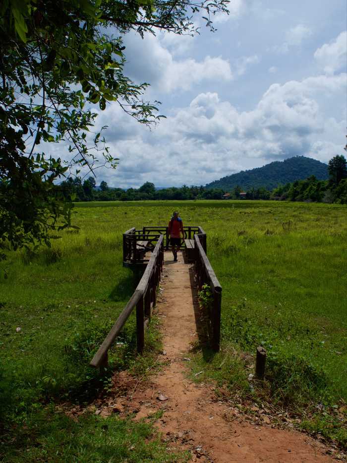 Rice paddies behind the temples