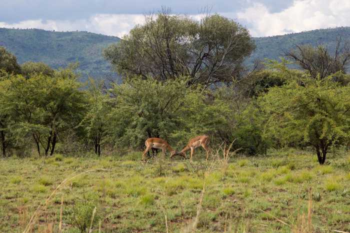 south africa safari antelope fighting better