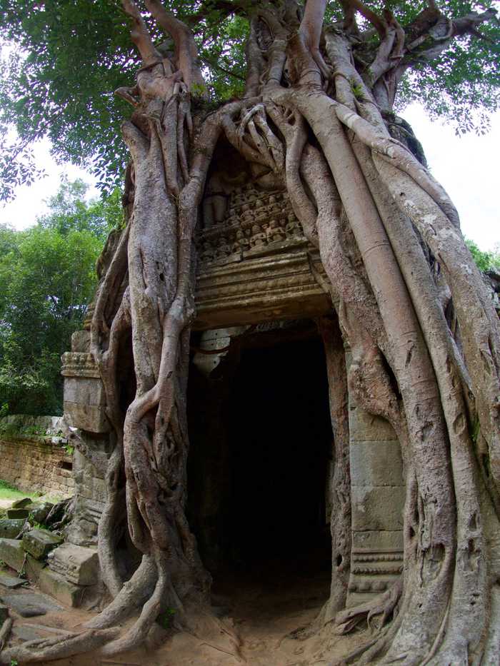 Banyon tree climbing over the doorway