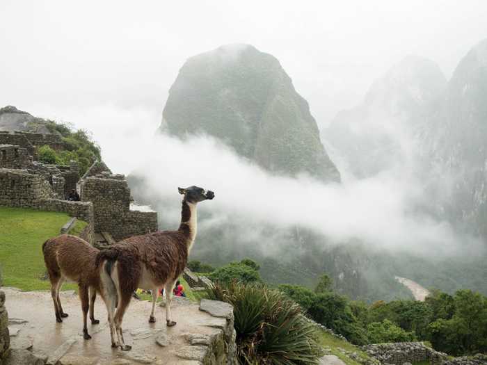 Alpacas hanging out everywhere