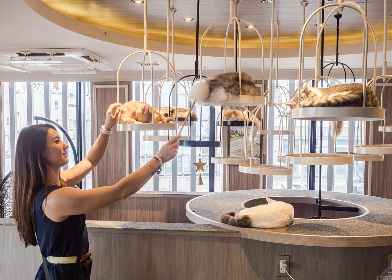 Tokyo s Cat Cafe catpawcino-cat-caf-newcastle-catpawcino-cat-cafe-newcastle