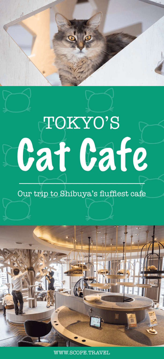 pinterest tokyo japan cat cafe