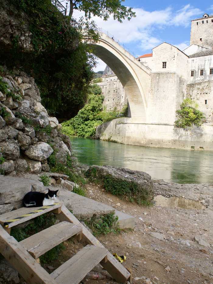A cute cat hanging out by the river
