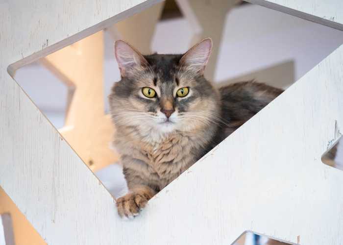 Watchful cats in the cat tree.