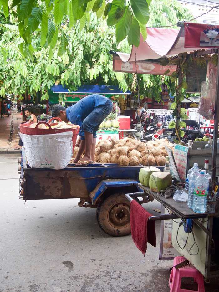 cambodia siemreap asia coconuts