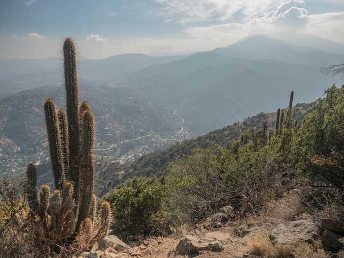 cactus and pollution