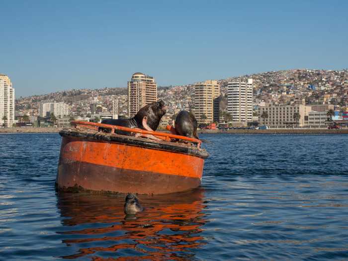 Seals hanging out on a buoy