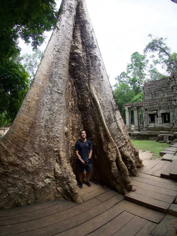 Look how massive these trees are 