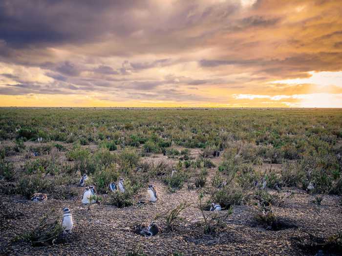 Camping in Rio Gallegos with thousands of penguins