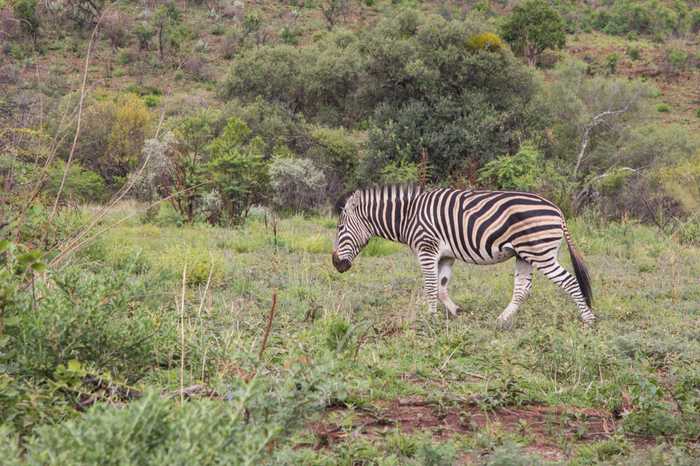south africa safari zebra