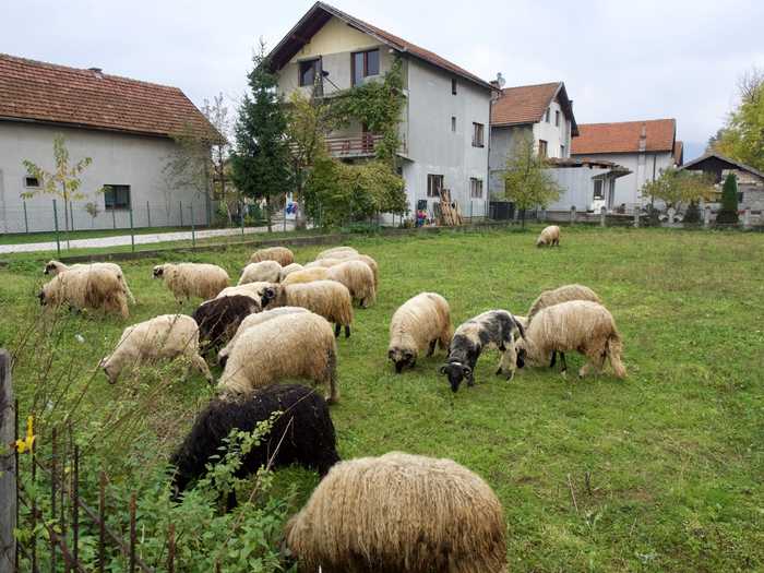 Houses and sheep we passed on our way to the museum.