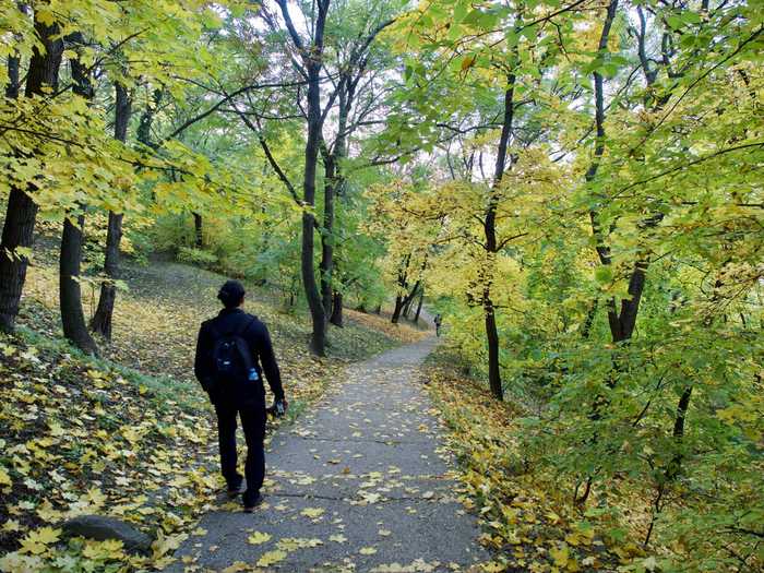 Shaded tree area at Gellert Hill