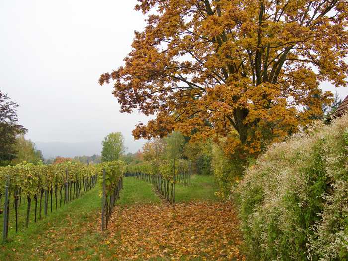 Vineyard outside of the castle