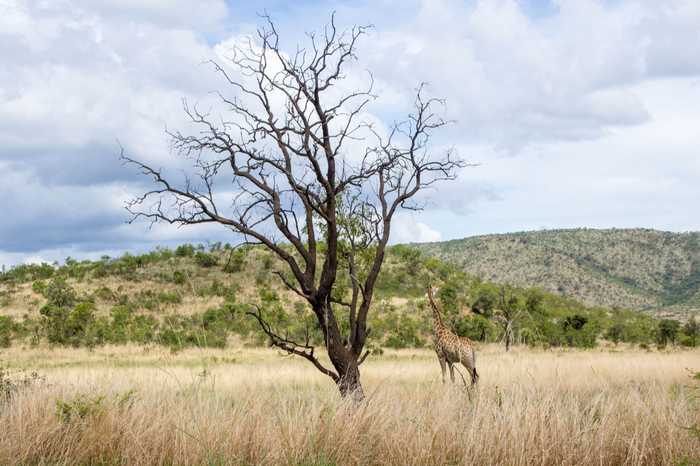 south africa giraffe tree whole 2